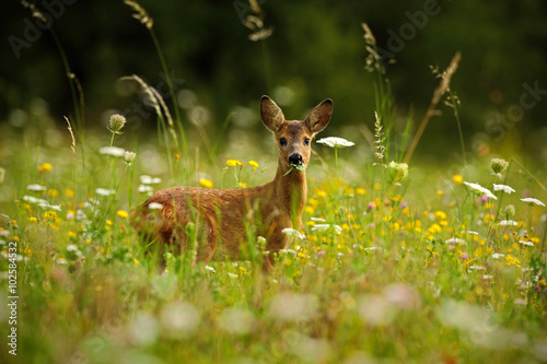Beautiful blooming meadow with many white and yellow flowers and animal, Roe dee Fototapet