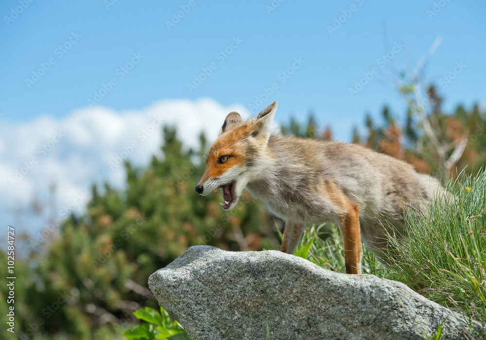 Obraz premium Young red fox standing on rock, with blue sky in background, Slovakia, Europe