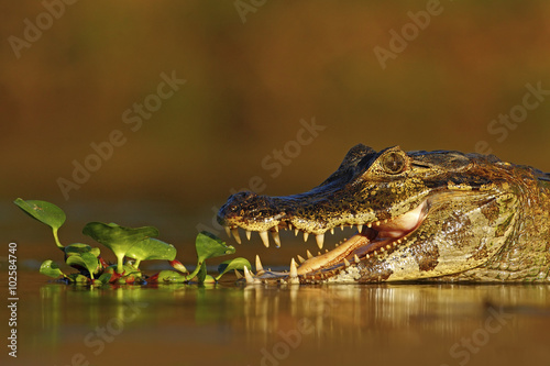 Portrait of Yacare Caiman in water plants, crocodile with open muzzle, Pantanal, Brazil