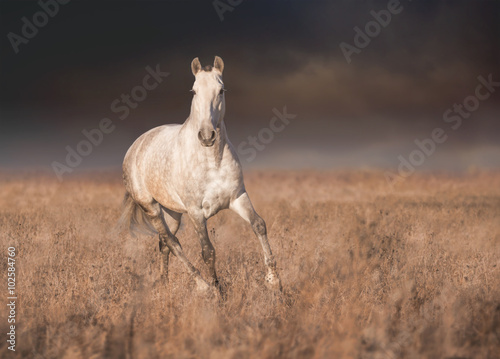 Fototapeta Naklejka Na Ścianę i Meble -  Gray horse run