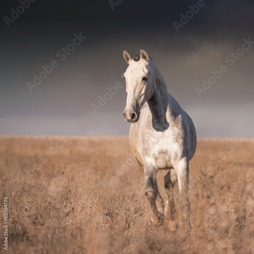 Fotografie Gray horse run