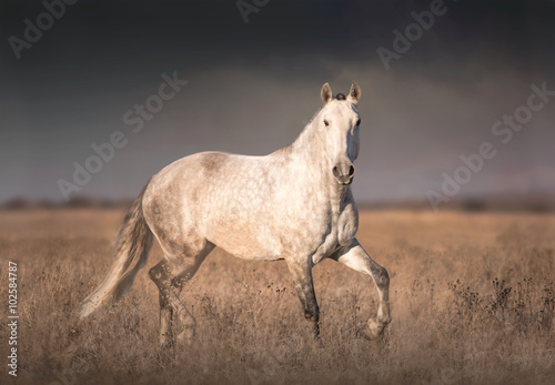 Gray horse run