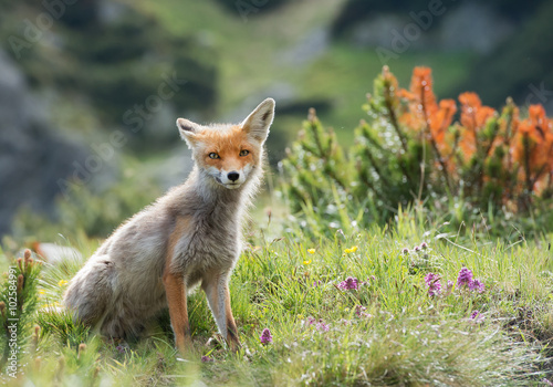 Red fox sitting in grass and mountain pine, Slovakia, Europe