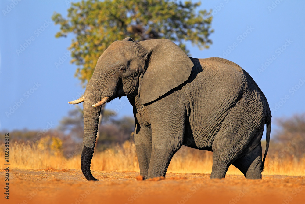 Fototapeta premium Big African Elephant, on the gravel roaad, with blue sky, Chobe National Park, Botswana