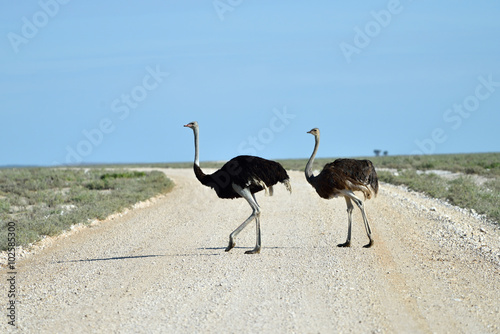Ostrich in Etosha, Namibia photo