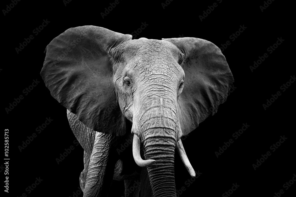 Obraz premium Słoń na ciemnym tle