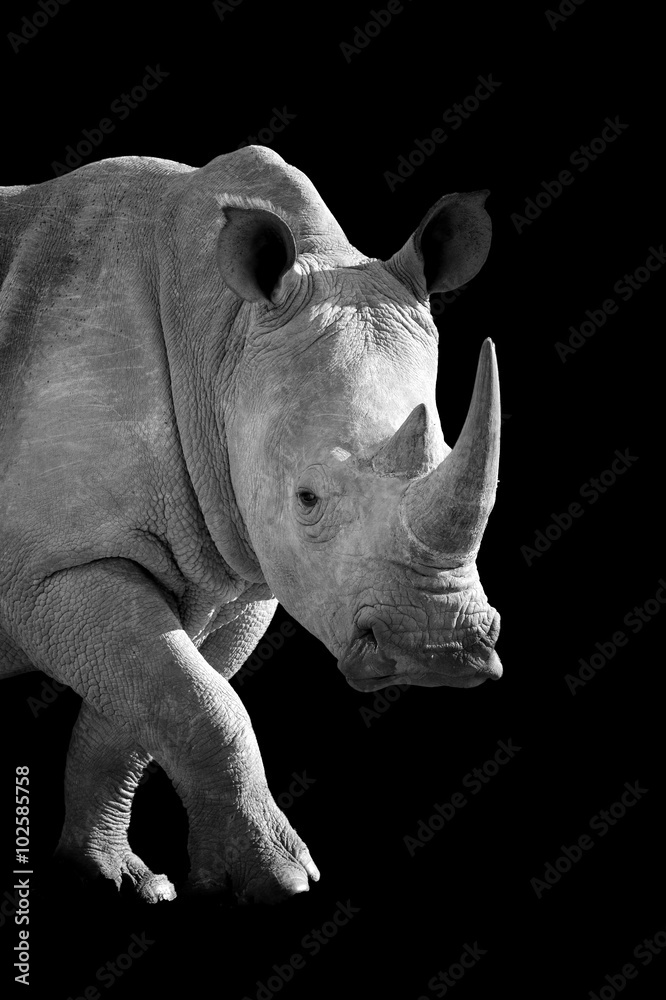 Fototapeta premium Rhino on dark background