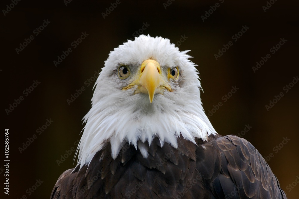 Fototapeta premium Bald Eagle, Haliaeetus leucocephalus, portrait of brown bird of prey with white head, yellow bill, symbol of freedom of the United States of America, Alaska, USA