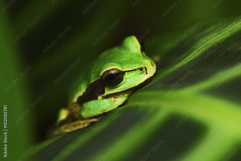 Masked Smilisca, Smilisca phaeota, exotic tropic green frog from Costa Rica, close-up portrait Masked Smilisca, Smilisca phaeota, exotic tropic green frog from Costa Rica, close-up portrait