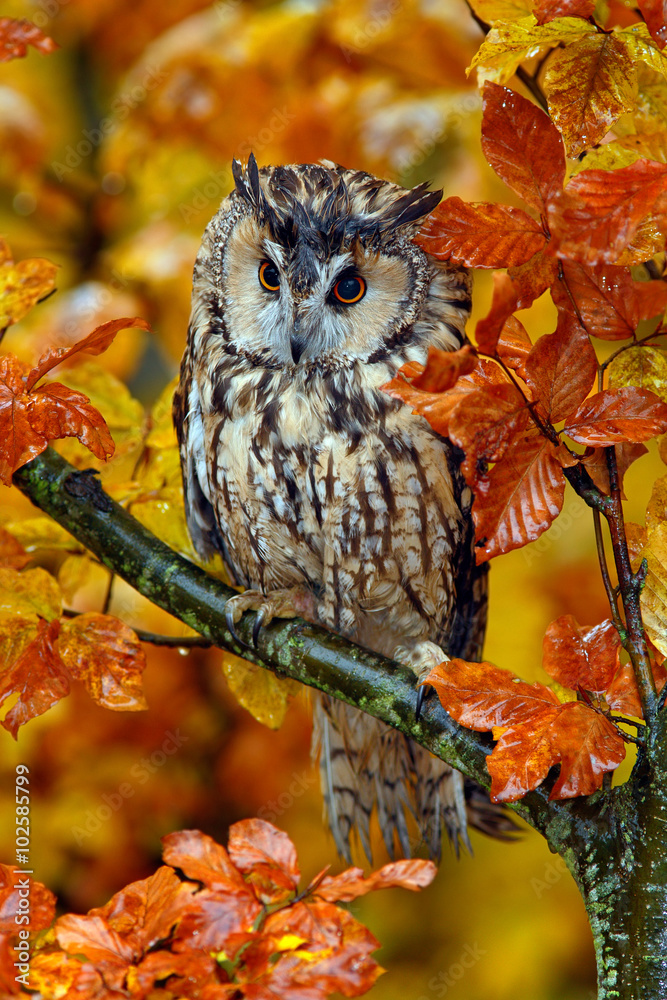 Fototapeta premium Long-eared Owl with orange oak leaves during autumn