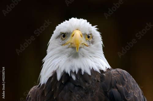 Bald Eagle, Haliaeetus leucocephalus, portrait of brown bird of prey with white head, yellow bill, symbol of freedom of the United States of America, Alaska, USA