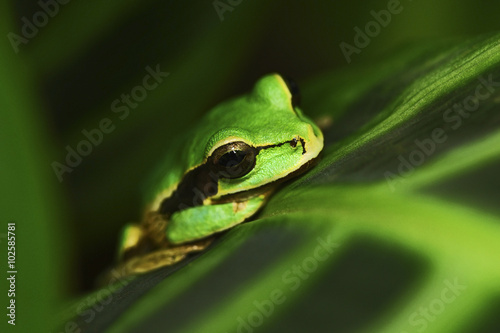 Masked Smilisca, Smilisca phaeota, exotic tropic green frog from Costa Rica, close-up portrait