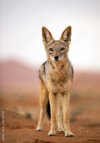 Young jackal standing on red sand of Sossusvlei, with dune in background, Sossusvlei, Namibia, Africa