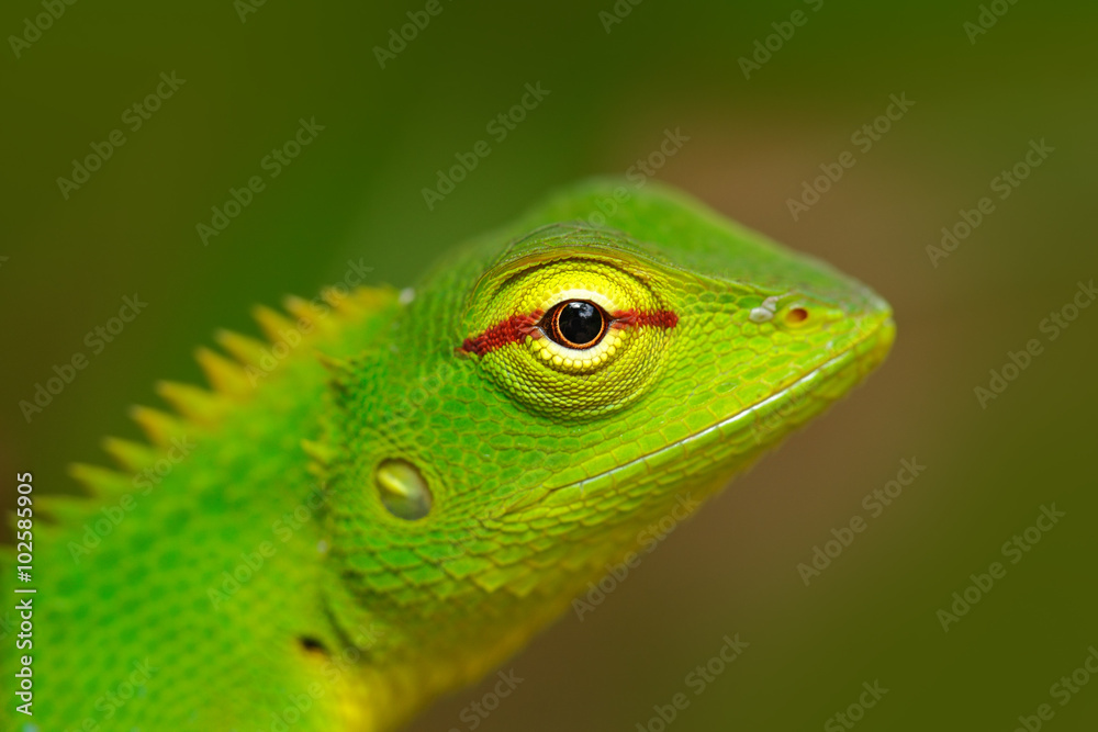 Fototapeta premium Green Garden Lizard, Calotes calotes, detail eye portrait of exotic tropic animal in the green nature habitat, Sinharaja Forest, Sri Lanka