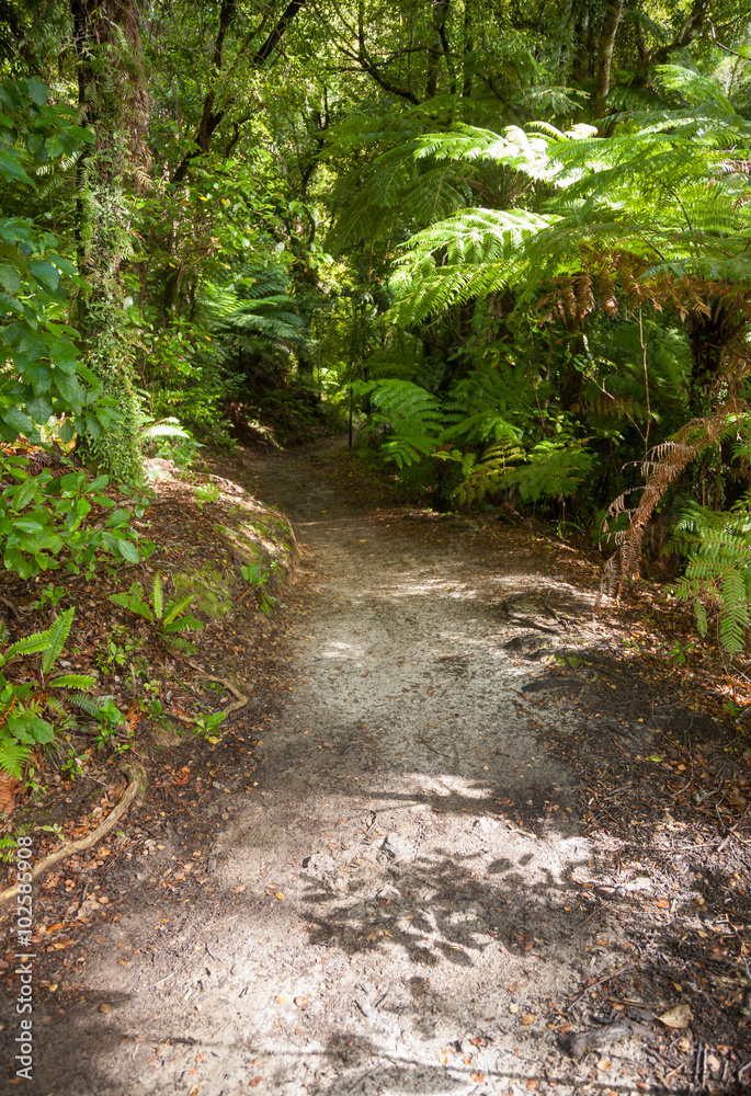 Rain forest walk at Queen Charlotte Track in Marlborough Sounds Rain forest walk at Queen Charlotte Track in Marlborough Sounds