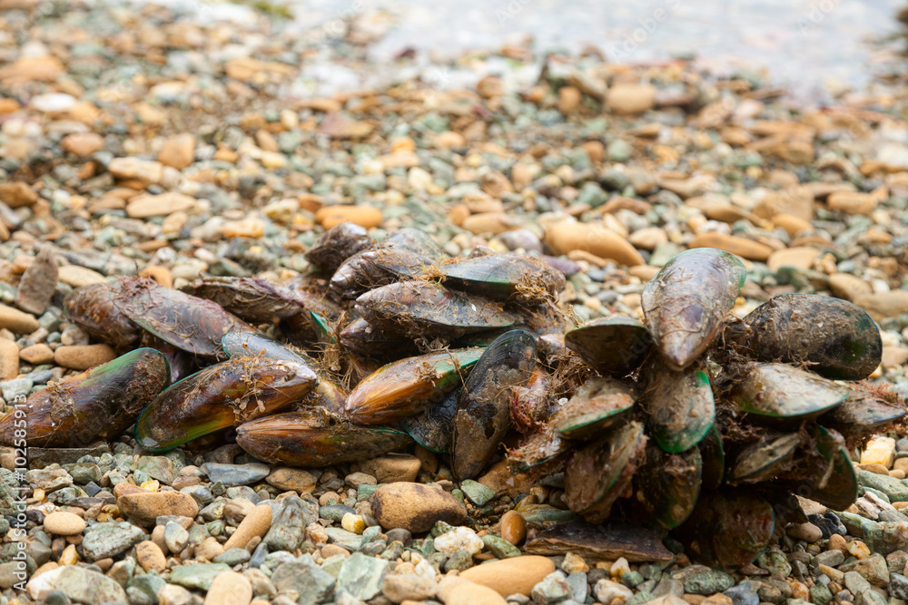 New Zealand green-lipped mussels New Zealand green-lipped mussels