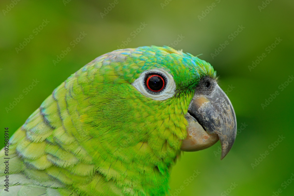 Plakat Amazonka żółto-koronowana, Amazona ochrocephala auropalliata, portret jasnozielonej papugi, Meksyk
