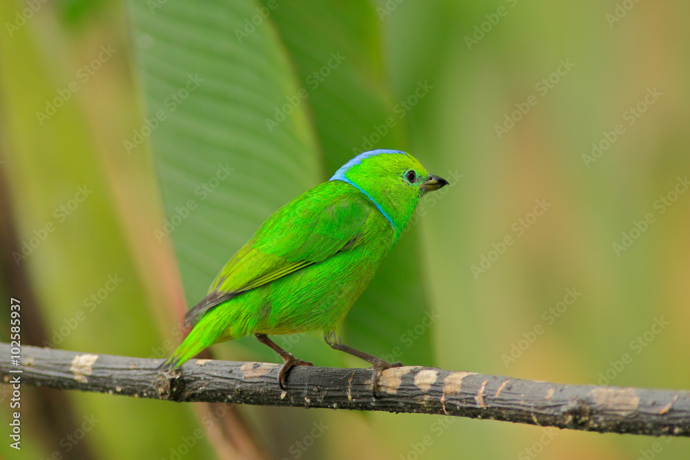 Obraz premium Golden-browed Chlorophonia, Chlorophonia callophrys, exotic tropic green song bird form Costa Rica