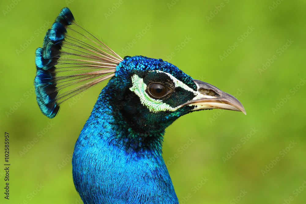Indian Peafowl, Pavo cristatus, detail head portrait, blue and green exotic bird from India and Sri Lanca Indian Peafowl, Pavo cristatus, detail head portrait, blue and green exotic bird from India and Sri Lanca