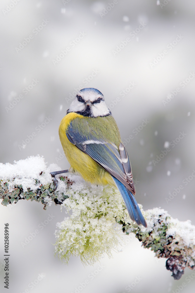 Naklejka premium Śliczny ptak śpiewający Modraszka w scenie zimowej, płatek śniegu i ładna gałąź porostów