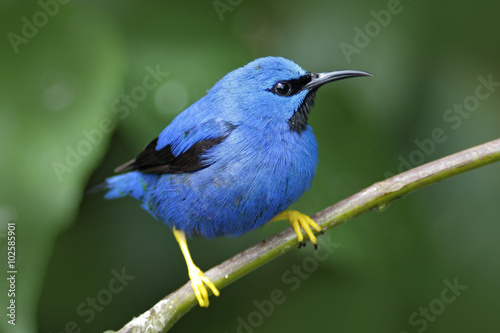 Shining Honeycreeper, Cyanerpes lucidus, exotic tropic blue bird with yellow leg form Panama © ondrejprosicky