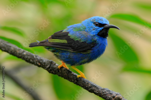 Shining Honeycreeper, Cyanerpes lucidus, exotic tropic blue bird form Costa Rica © ondrejprosicky