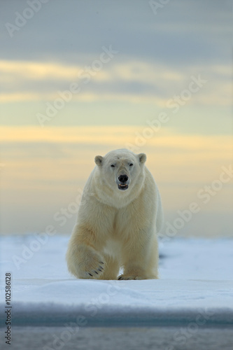 Fotografie, Obraz Dangerous looking polar bear on the ice in Svalbard