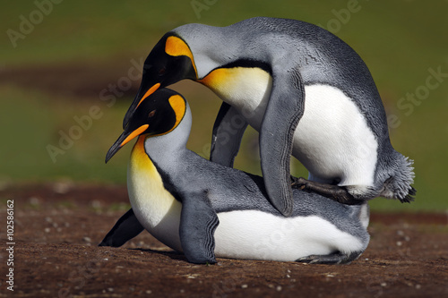 Wild mating king penguins with green background