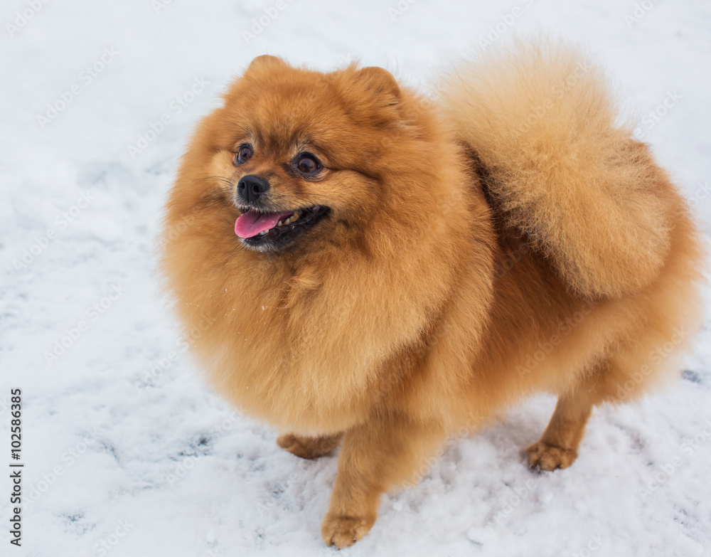 Spitz in the snow
Spitz in the snow