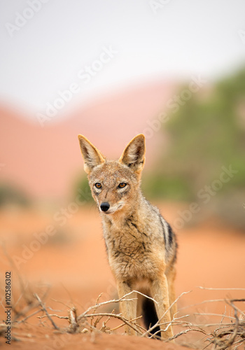 Young jackal walking on red sand of Sossusvlei, with dune and green tree in background, Sossusvlei, Namibia, Africa