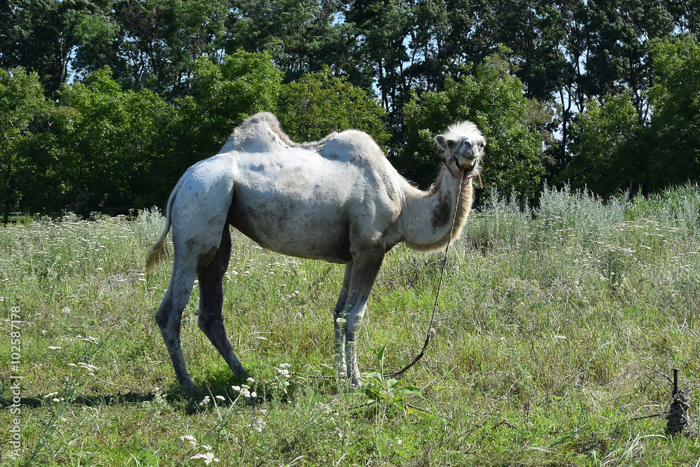 Fototapeta premium Camel on a pasture