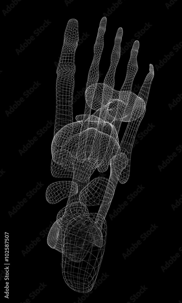 Naklejka premium Human leg skeleton