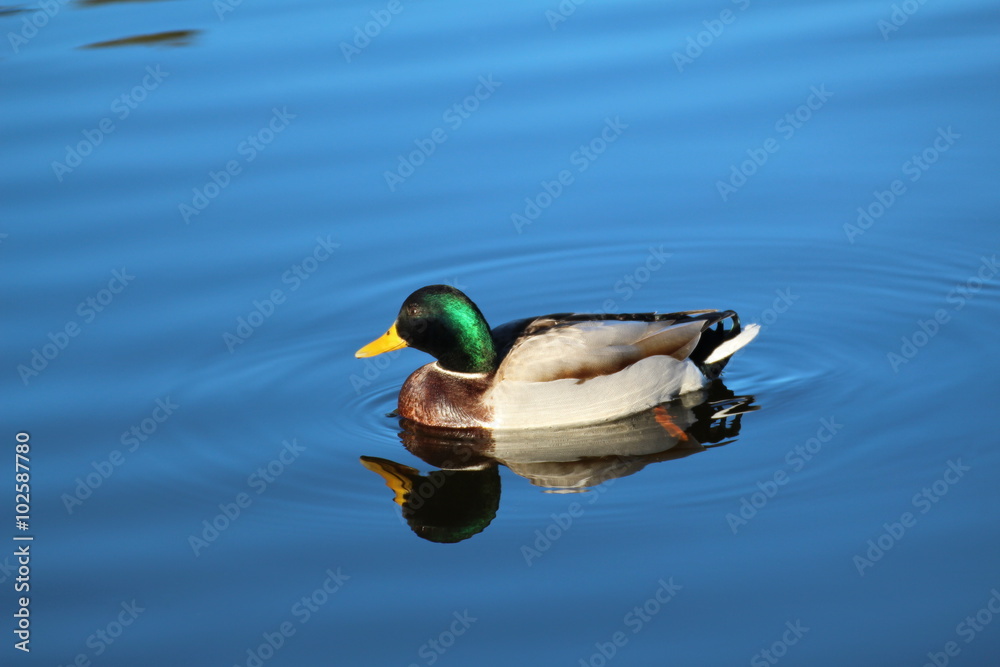 Fototapeta premium Die Stockente