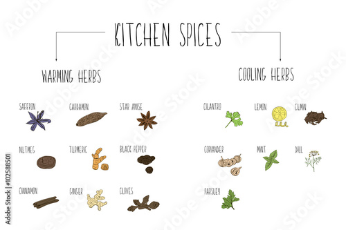 Hand-sketched a large collection of elements warming and cooling spices in our kitchen. Herbs and supplements for cooking.