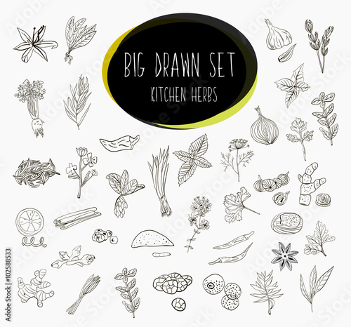 Hand-sketched a large collection of elements spices in our kitchen. Herbs and supplements for cooking. Vector