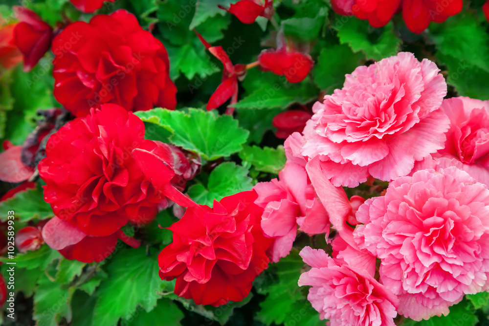 Begonia Begonia