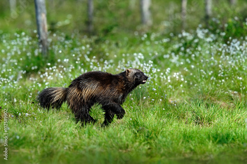Running tenacious Wolverine in Finland tajga