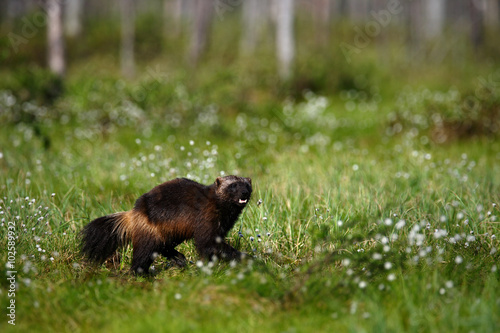 Running Wolverine in Finland tajga