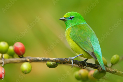 Blue-naped Chlorophonia, Chlorophonia cyanea, exotic tropic green song bird form Colombia