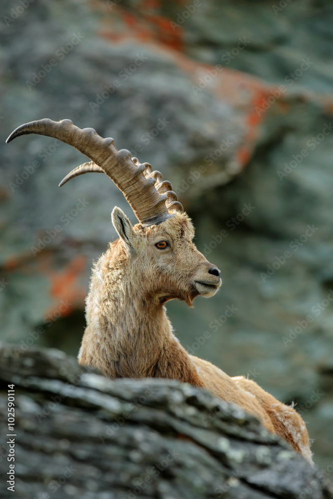 Portrait of antler Alpine Ibex, Capra ibex, with rocks in background, France