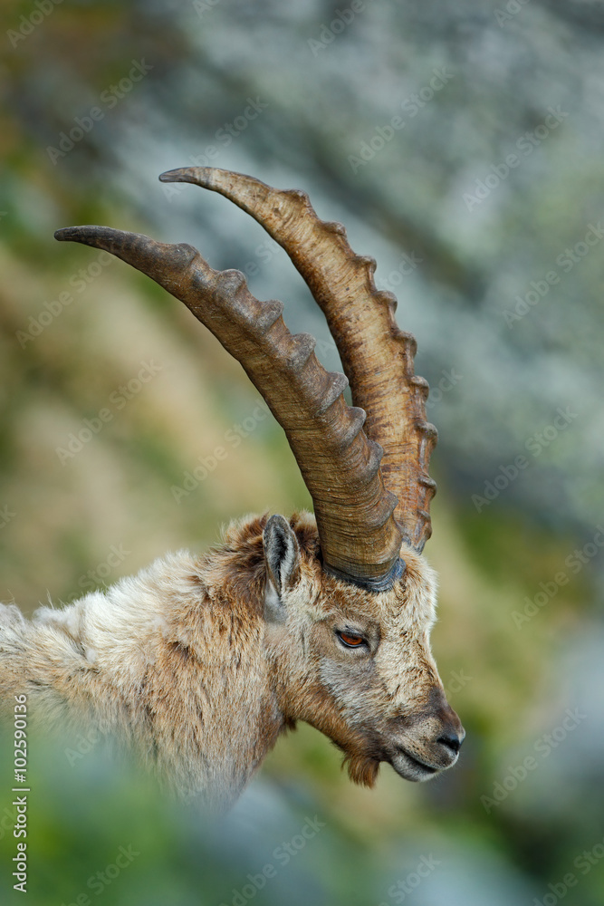 Detail portrait of antler Alpine Ibex, Capra ibex, with rocks in background, France