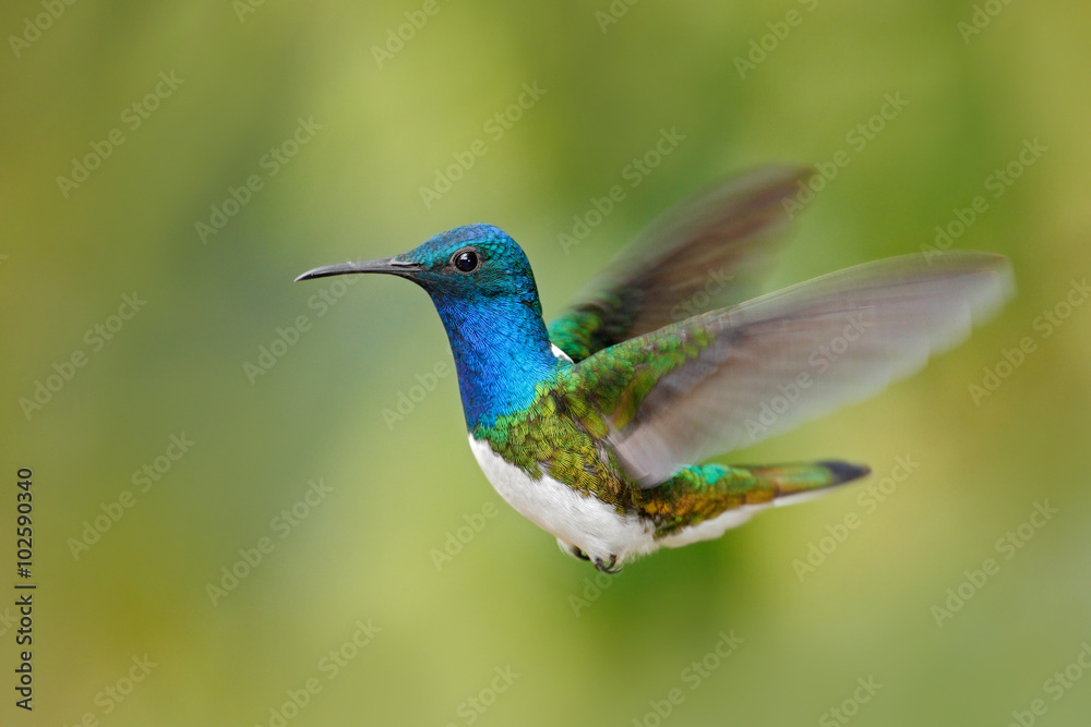 Fototapeta premium Flying blue and white hummingbird White-necked Jacobin, Florisuga mellivora, from Ecuador, clear green background