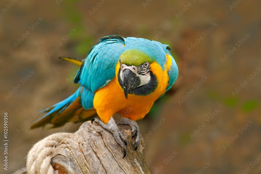 Parrot blue and yellow macaw Ara ararauna also known as the