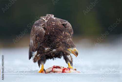 Golden Eagle with catch fish in snowy winter, snow in the forest habitat photo