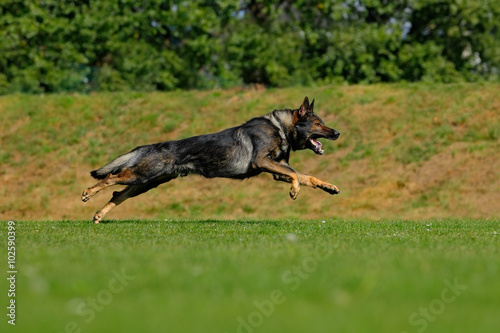 German Shepherd Dog, is a breed of large-sized working dog that originated in Germany, sitting in the green grass with nature background © ondrejprosicky