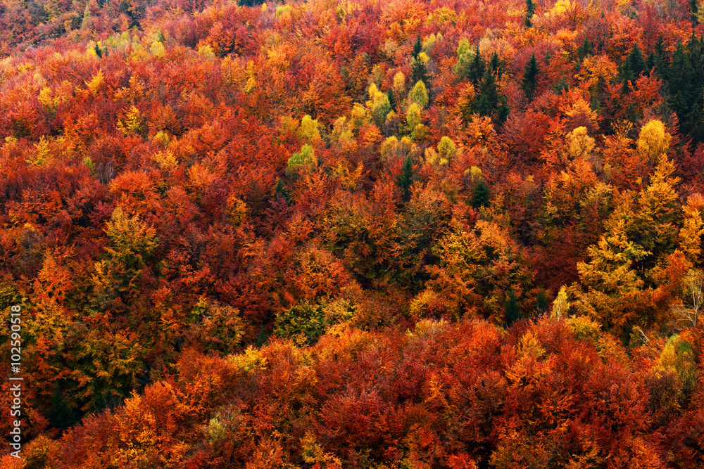 Autumn forest, many trees in the orange hills, orange oak, yellow birch, green spruce, Bohemian Switzerland National Park, Czech Republic