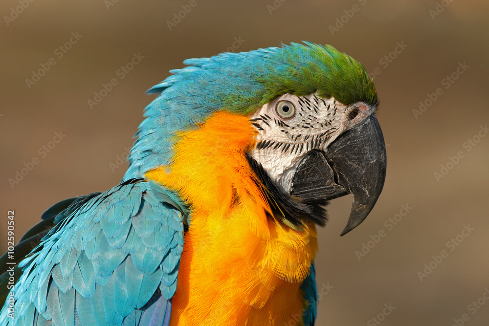 Portrait of blue-and-yellow macaw, Ara ararauna, also known as the blue-and-gold macaw, is a large South American parrot with blue top parts and yellow under parts