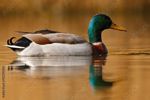 Water bird Mallard, Anas platyrhynchos, with reflection in the water © ondrejprosicky
