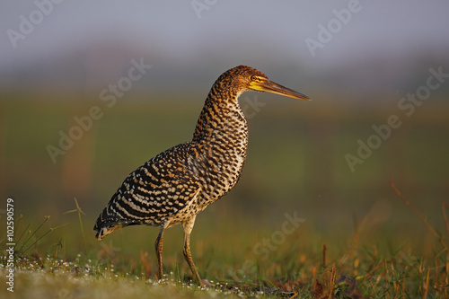 Motteled Rufescent Tiger-Heron, Tigrisoma lineatum, Pantanal, Brazil photo