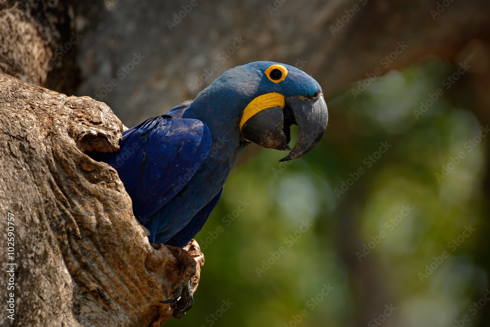 Obraz premium Hyacinth Macaw, Anodorhynchus hyacinthinus, in tree nest cavity, Pantanal, Brazil, South America